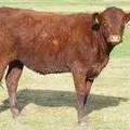 2009 Bred Heifer 865W R