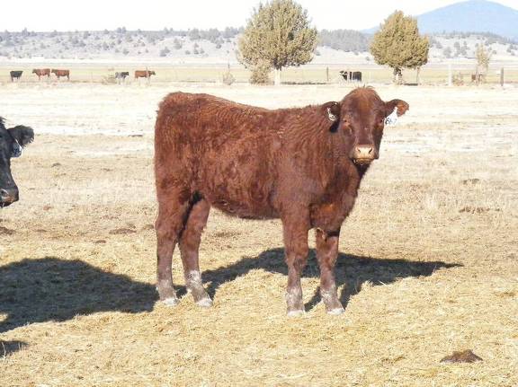 2009 Bred Heifer 867W R