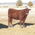 2009 Bred Heifer 867W R