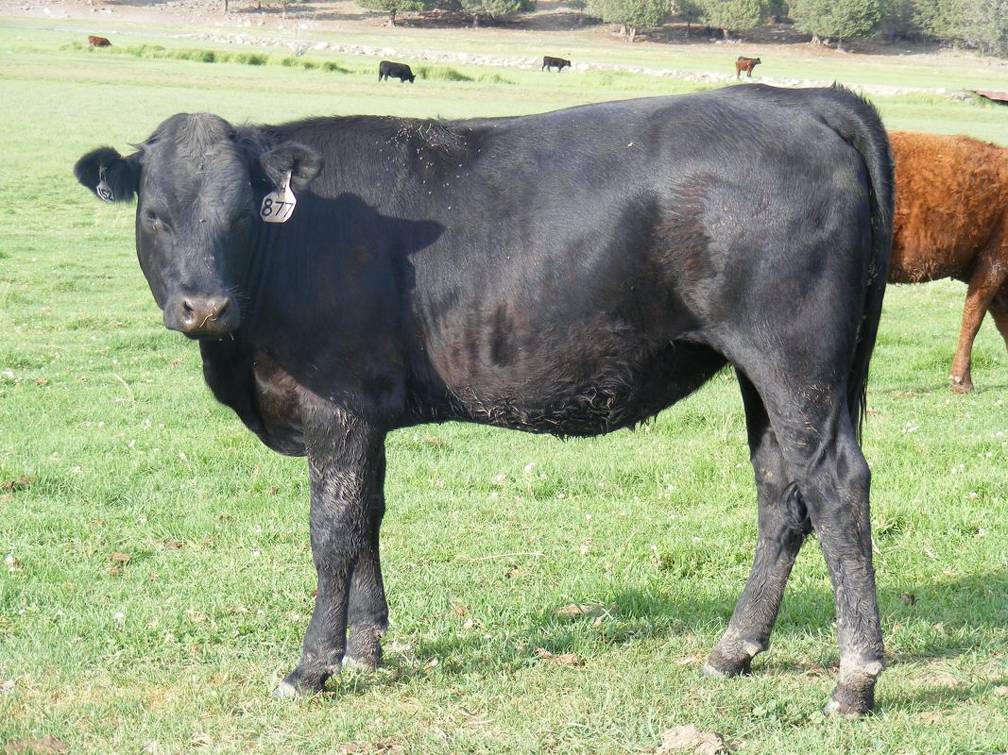 2009 Bred Heifer 877W B  2 