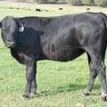 2009 Bred Heifer 877W B  2 