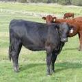 2009 Bred Heifer 877W B