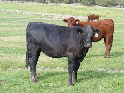 2009 Bred Heifer 877W B