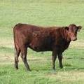 2009 Bred Heifer 896W R