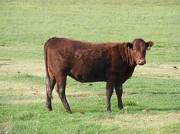 2009 Bred Heifer 896W R