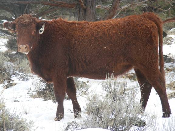 2009 Bred Heifer 897W RB