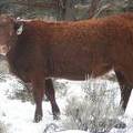 2009 Bred Heifer 897W RB