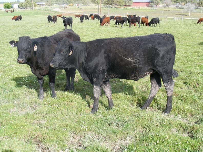 2009 Bred Heifer