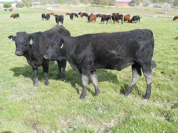 2009 Bred Heifer