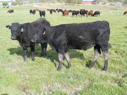 2009 Bred Heifer