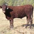 2010 Coming Two Bred Heifer 27WW T