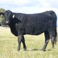 2010 Coming Two Bred Heifer 59WW B