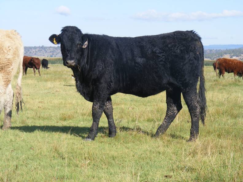 2010 Coming Two Bred Heifer 904W B