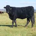 2010 Coming Two Bred Heifer 904W B