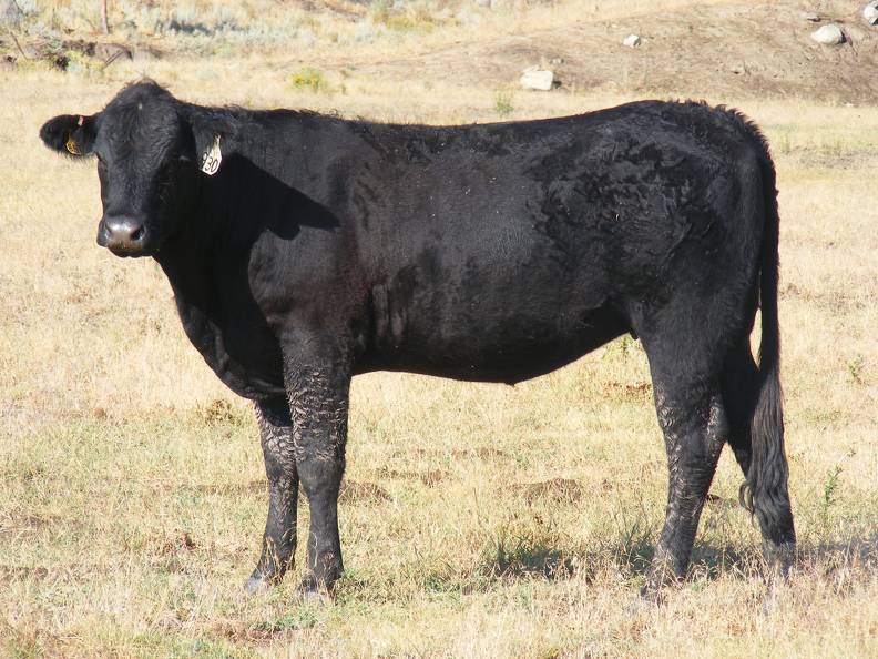 2010 Coming Two Bred Heifer 930W B.jpg