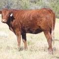 2010 Coming Two Bred Heifer 946W R.jpg