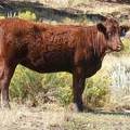 2010 Coming Two Bred Heifer 954W R