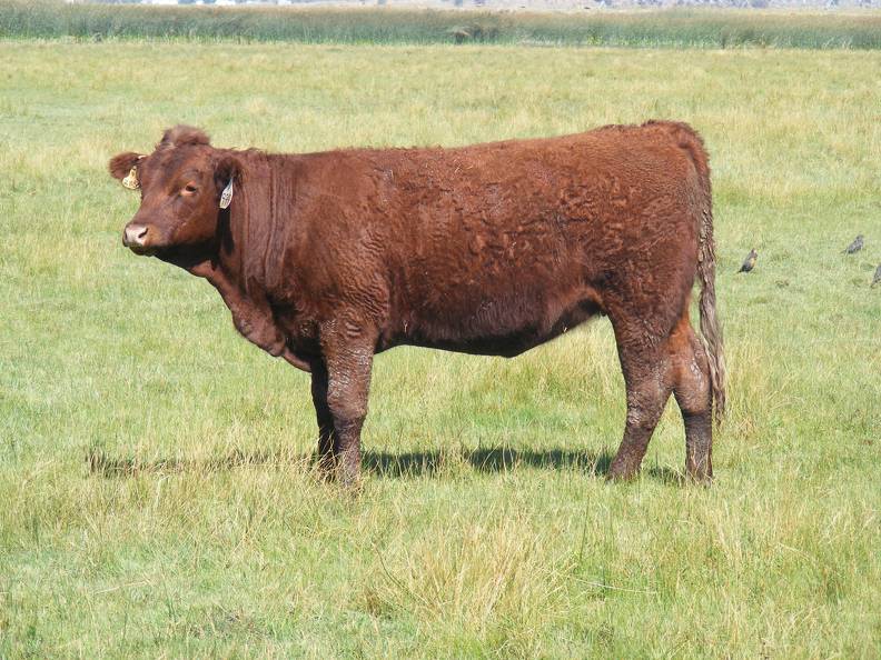 2010 Coming Two Bred Heifer 999W R.jpg