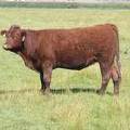 2010 Coming Two Bred Heifer 999W R
