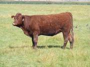 2010 Coming Two Bred Heifer 999W R