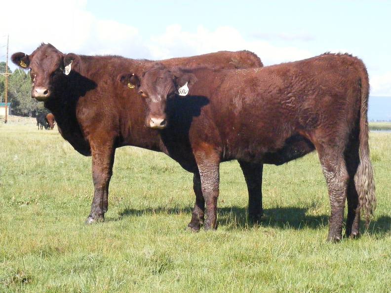 2010 Coming Two Bred Heifers 24WW R_ 58WW R.jpg