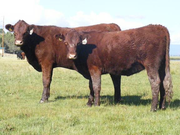 2010 Coming Two Bred Heifers 24WW R  58WW R