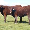 2010 Coming Two Bred Heifers 24WW R  58WW R