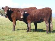 2010 Coming Two Bred Heifers 24WW R  58WW R