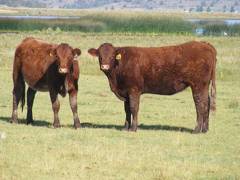 2010 Coming Two Bred Heifers 947W R  905Y R