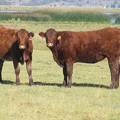 2010 Coming Two Bred Heifers 947W R  905Y R