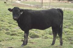 2011 Coming Two Bred Heifer 013W B