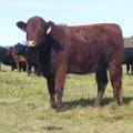 2011 Coming Two Bred Heifer 015W R