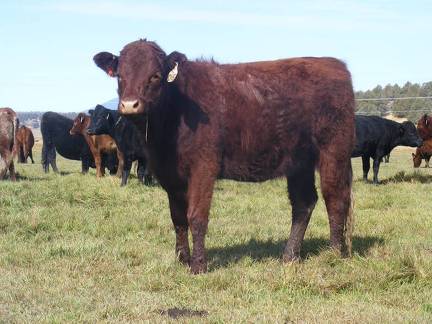 2011 Coming Two Bred Heifer 015W R