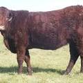 2011 Coming Two Bred Heifer 16XW R 2