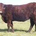 2011 Coming Two Bred Heifer 16XW R 2.JPG