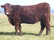 Bred heifers 