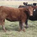 2011 Coming Two Bred Heifer 023W R.JPG