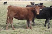 2011 Coming Two Bred Heifer 023W R