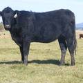 2011 Coming Two Bred Heifer 44XW B.JPG