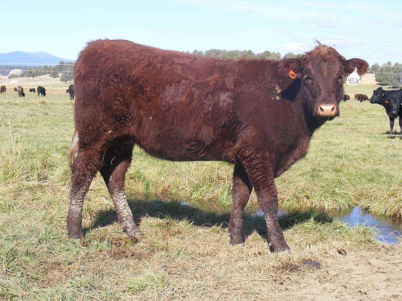 2011 Coming Two Bred Heifer 45XW R.JPG