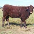 2011 Coming Two Bred Heifer 45XW R