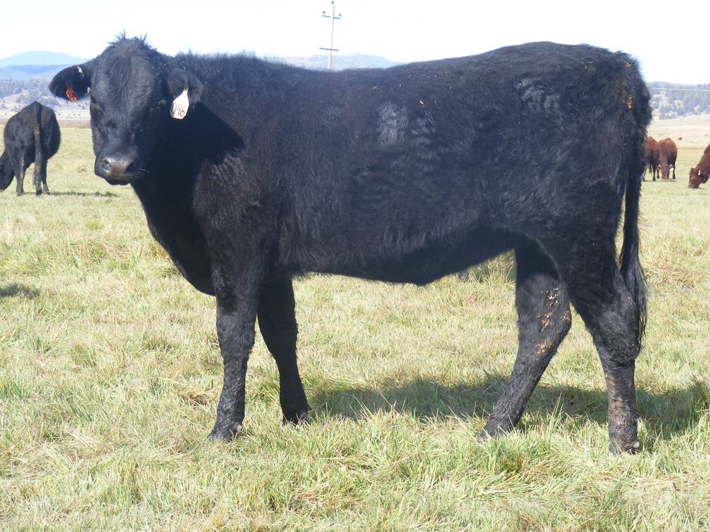 2011 Coming Two Bred Heifer 046W B