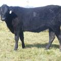 2011 Coming Two Bred Heifer 046W B