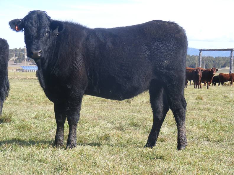 2011 Coming Two Bred Heifer 083W B.JPG