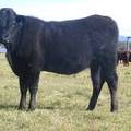 2011 Coming Two Bred Heifer 083W B