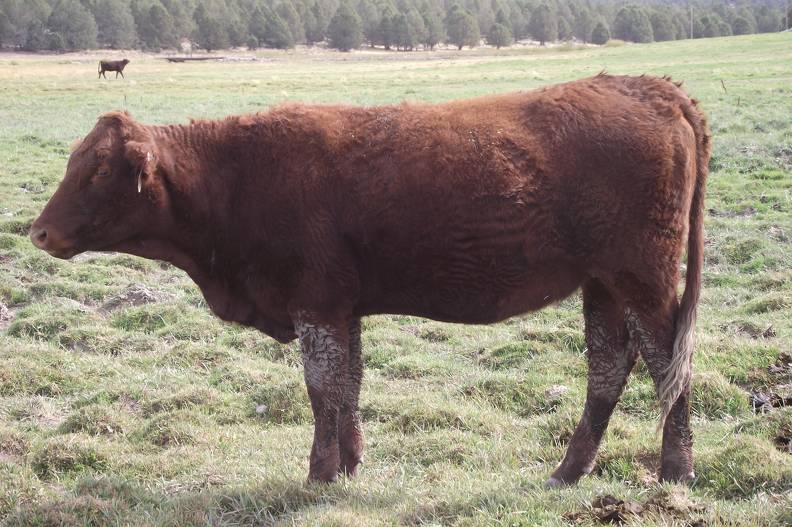 2011 Coming Two Bred Heifer XXXW R.JPG