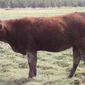 2011 Coming Two Bred Heifer XXXW R