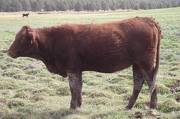 2011 Coming Two Bred Heifer XXXW R