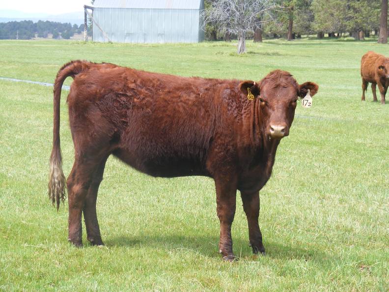 2013 Bred Heifers _1_.JPG