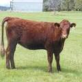 2013 Bred Heifers  1 